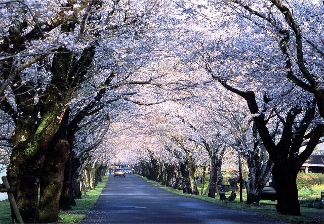 宮崎県の恋愛運アップのおすすめ神社3選！神社以外のパワースポットは？